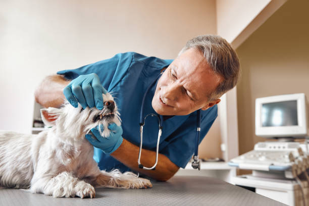 Best Emergency Root Canal Treatment in Mount Carmel, IL